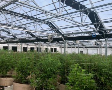 SoL Cannabis photo