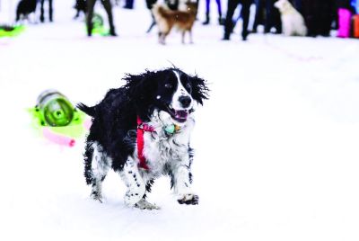 North Lake Tahoe SNOWFEST photo