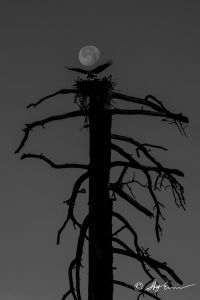 Title: Osprey with Moon (B+W) | Location: East Shore of Lake Tahoe | Photo: Sky Emerson