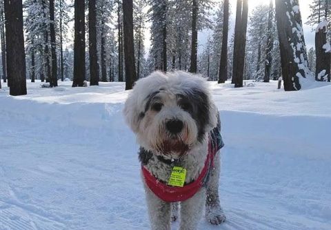 Tahoe Cross Country Center, Dog-Friendly XC Trails