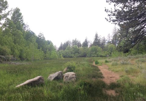 Lake Tahoe Yoga, Wander in the Woods