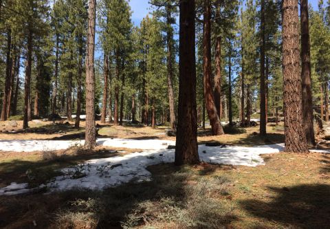 Lake Tahoe Yoga, Forest Bathing & Flower Wanders