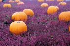 Incline Village Library, Wind-Down Wednesday: Decorated Pressed Flower PUmpkins
