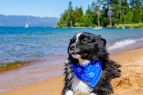 Keep Tahoe Blue, Tahoe Trails & Tails Cleanup