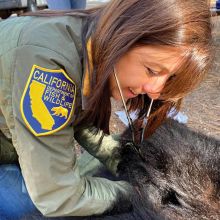 Keep Tahoe Bears Wild: Tips for Co-Existing with Black Bears | Lake Tahoe