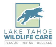 Lake Tahoe Wildlife Care